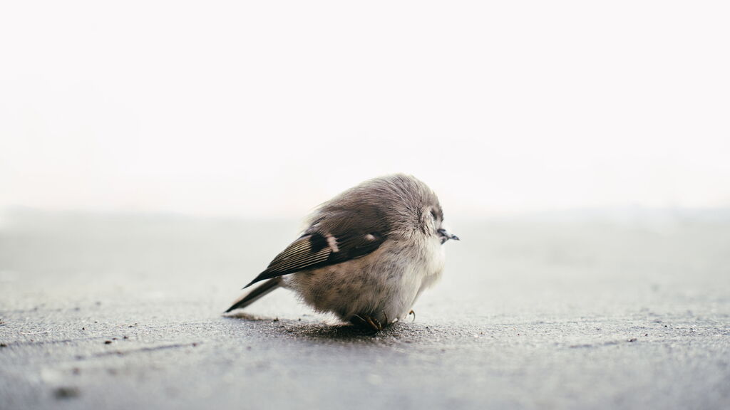 WelComeTestTierT's profile from Jasmin at GirlsOfJasmin'